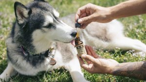 CBD for pets and dogs